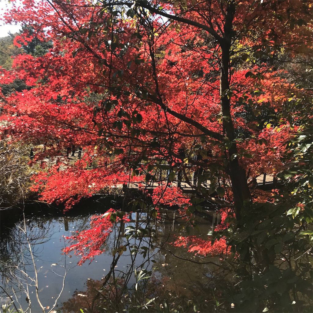 f:id:koshikakeol:20191208214332j:image f:id:koshikakeol:20191208214332j:image