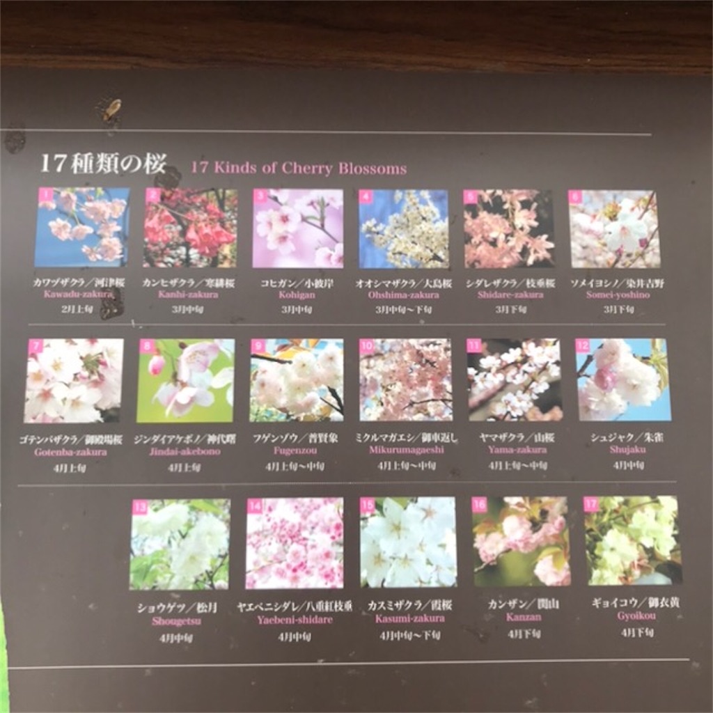 f:id:koshikakeol:20200215225012j:plain