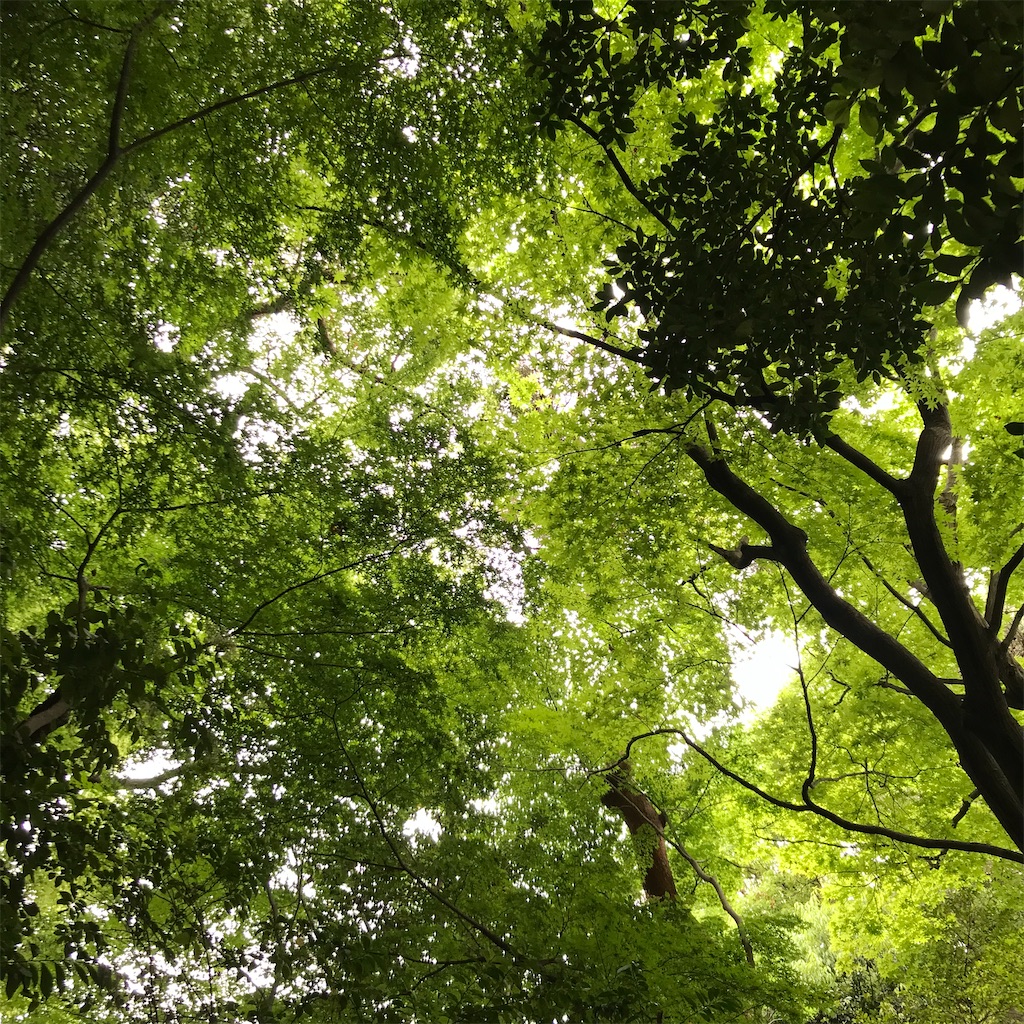 f:id:koshikakeol:20200531163446j:plain