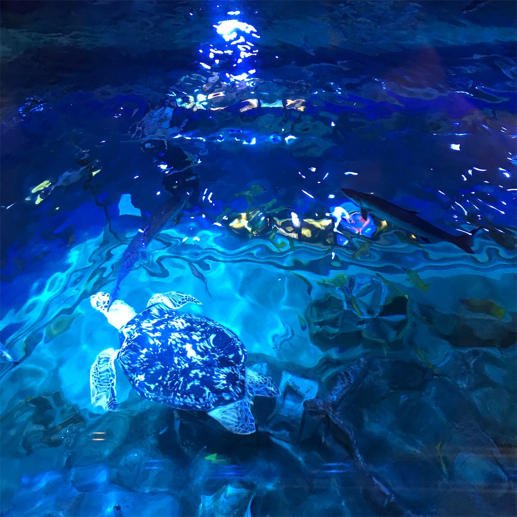 f:id:koshikakeol:20200610162829j:image