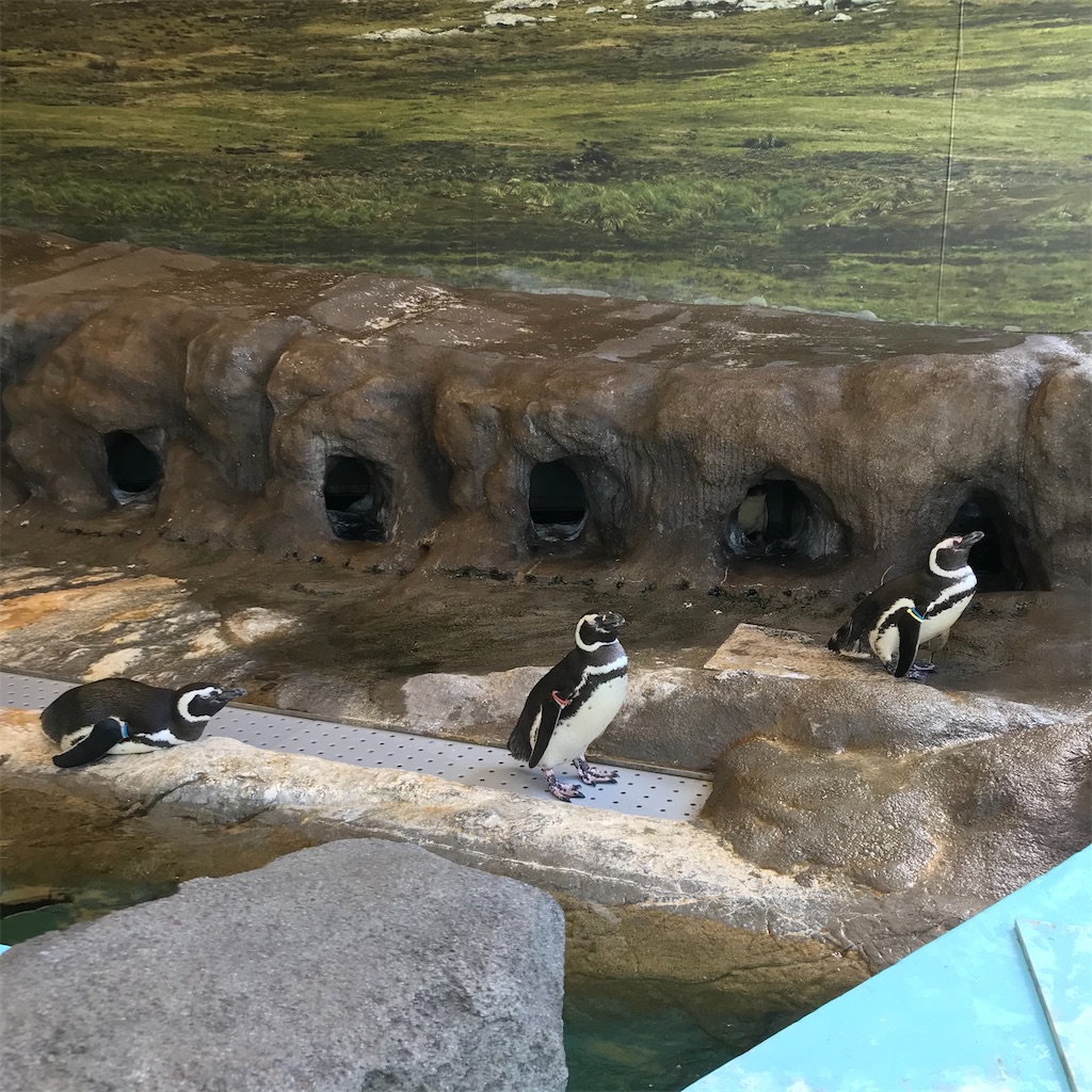 f:id:koshikakeol:20200610163257j:image