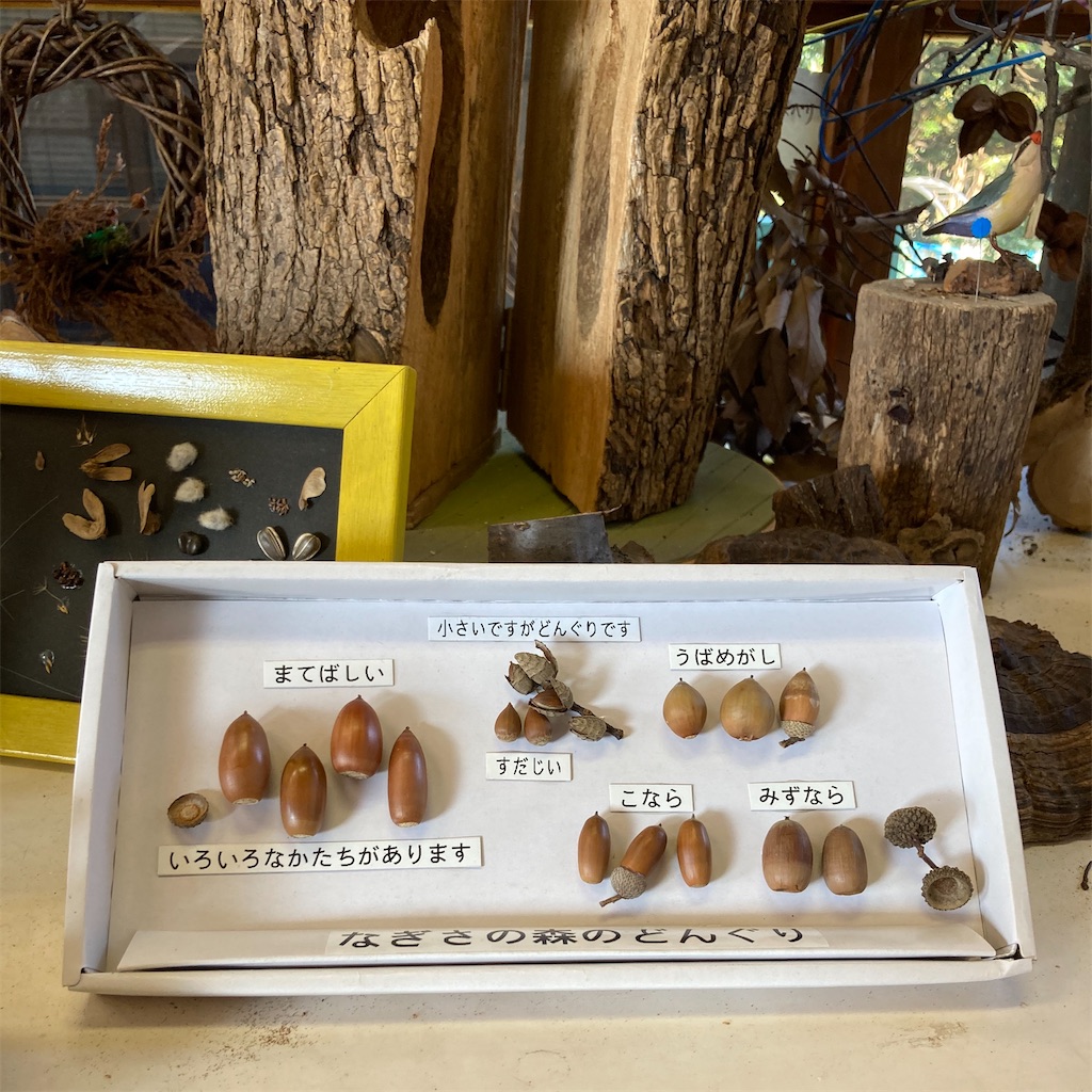 可愛くて可愛くて震えるどんぐりアート【なぎさの森管理舎】 - 平日