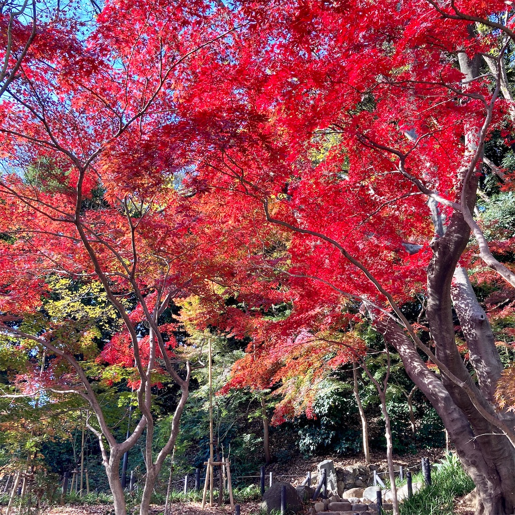 f:id:koshikakeol:20201214123646j:image f:id:koshikakeol:20201214123646j:image