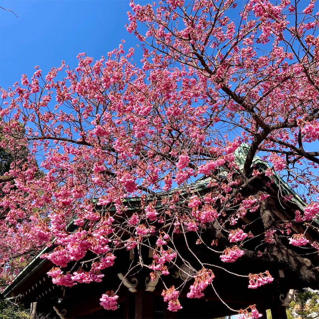f:id:koshikakeol:20210207123715j:image f:id:koshikakeol:20210207123715j:image