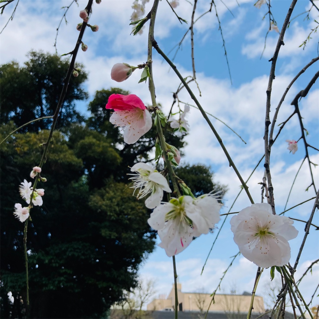 f:id:koshikakeol:20210322182326j:image f:id:koshikakeol:20210322182326j:image