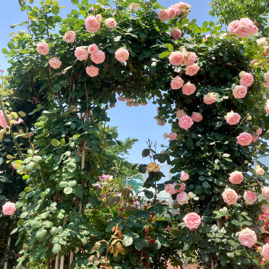 f:id:koshikakeol:20220519123938j:image