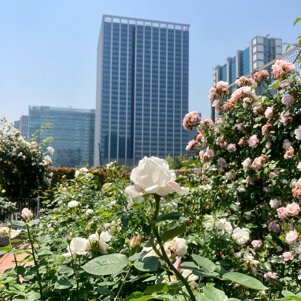 f:id:koshikakeol:20220519123949j:image