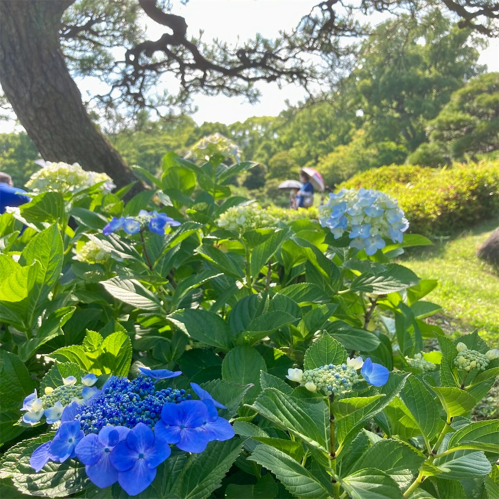 f:id:koshikakeol:20220604184159j:image