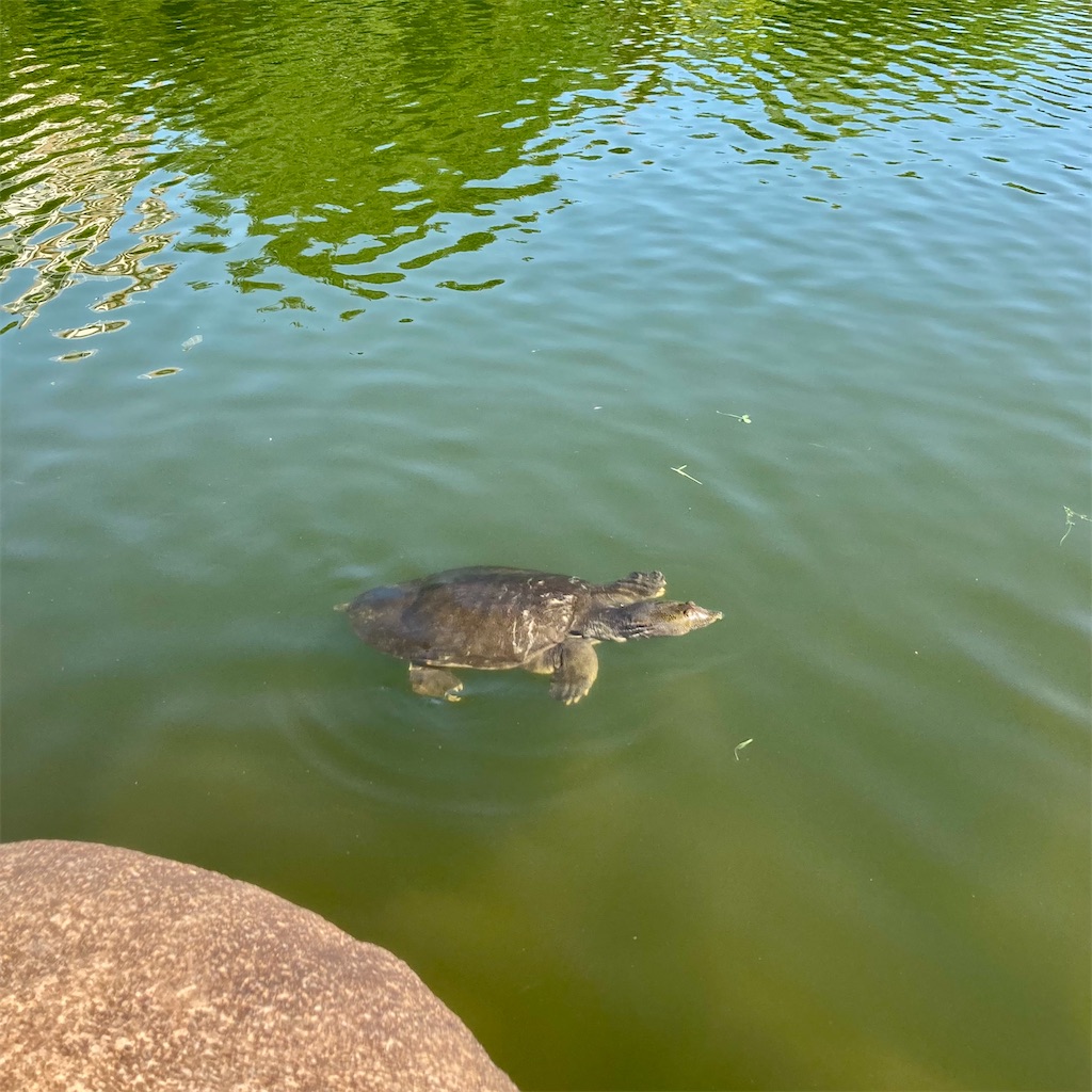 f:id:koshikakeol:20220604184934j:image