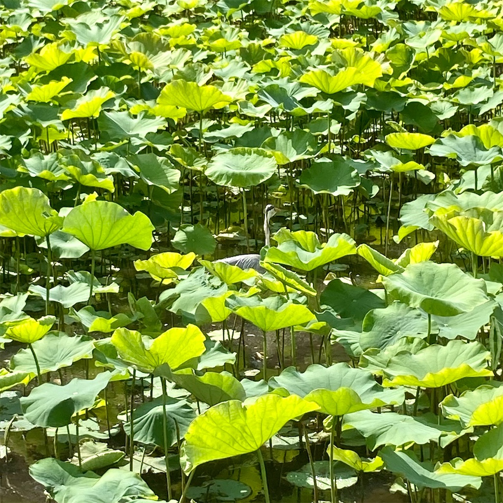 f:id:koshikakeol:20220609173847j:image