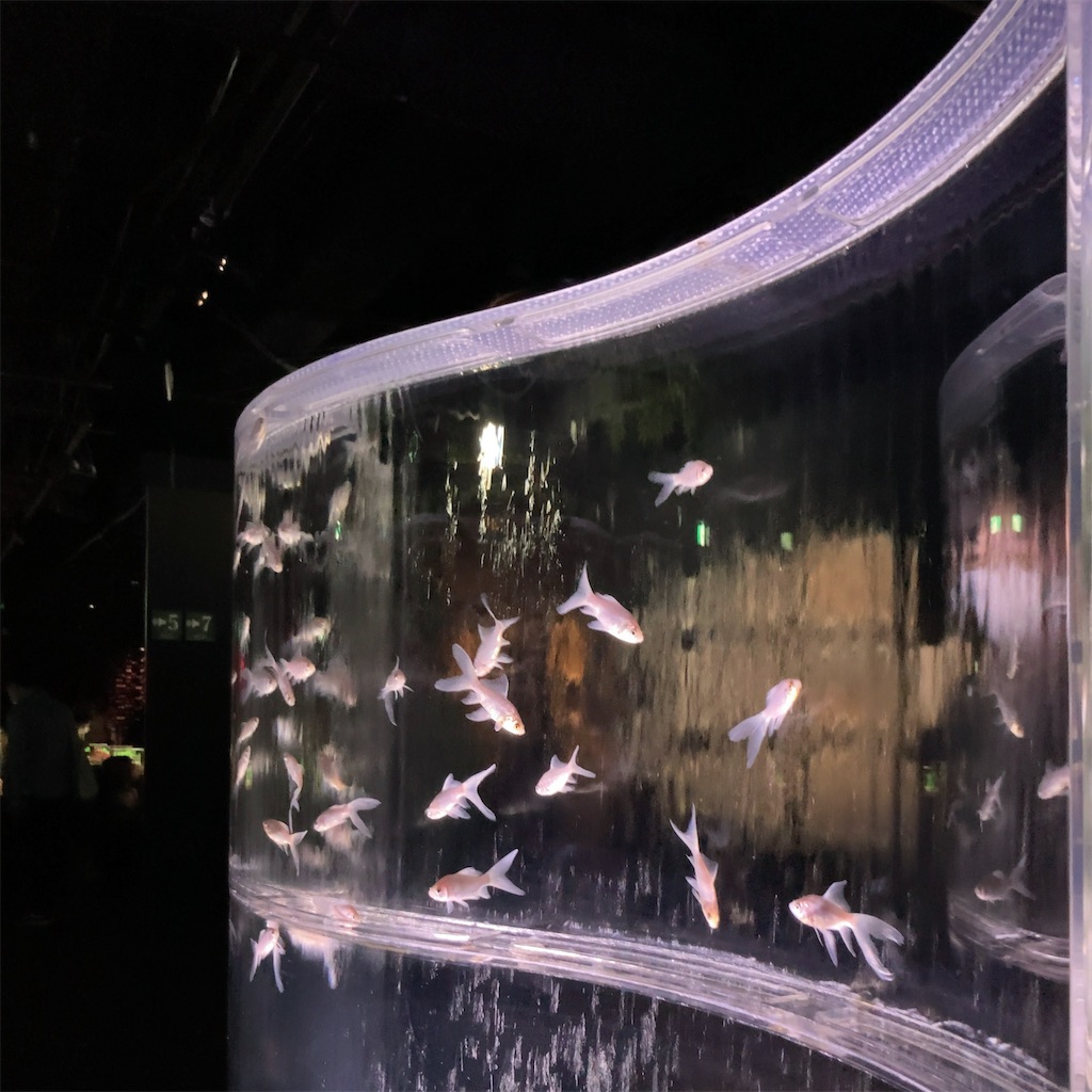 銀座のアートアクアリウム美術館 お台場のアクアリウムとまじめに比較してみた 平日腰掛けolのメモ帳