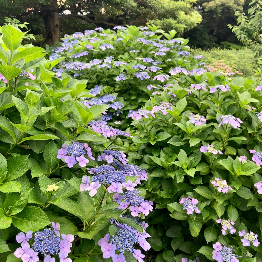 f:id:koshikakeol:20230611160807j:image