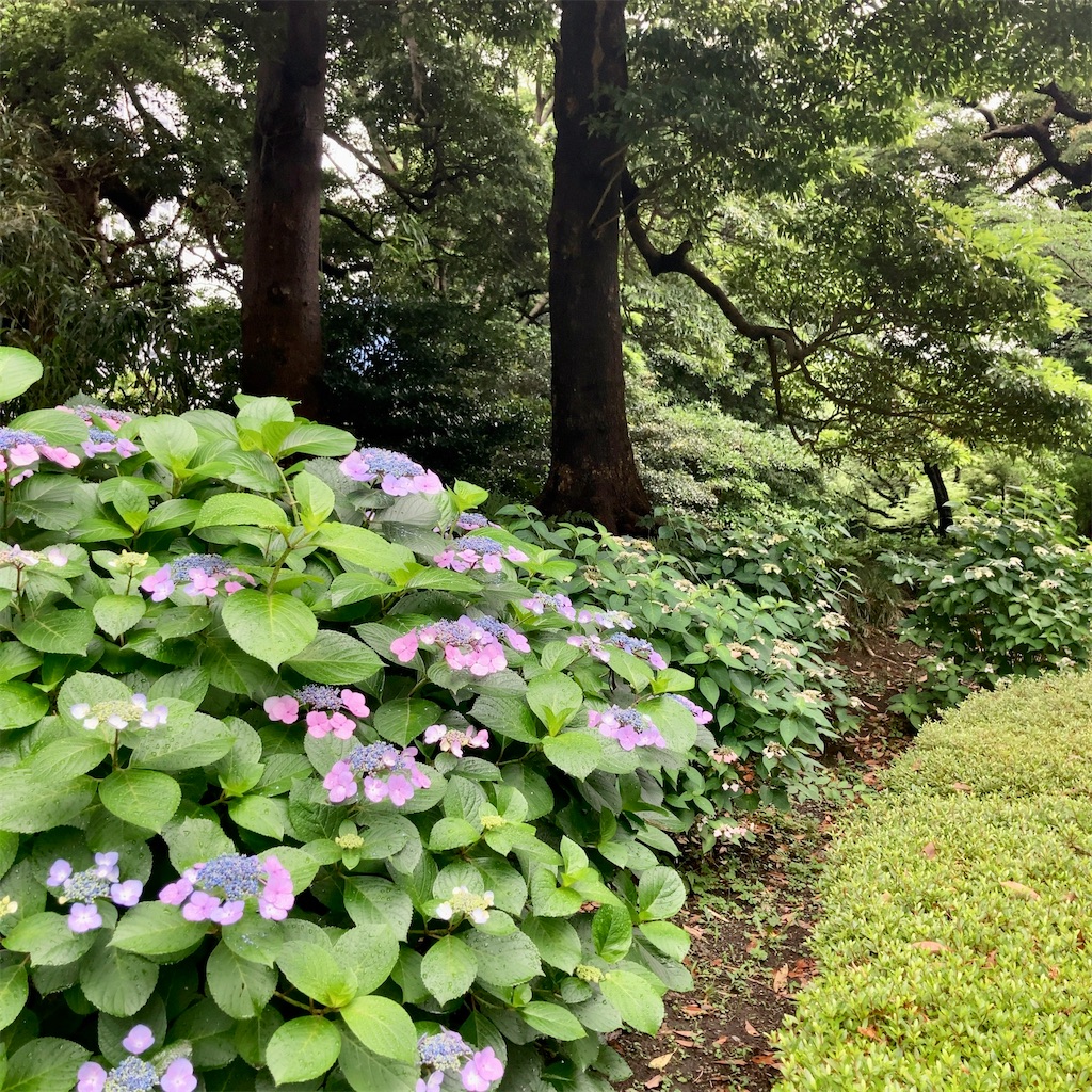 f:id:koshikakeol:20230611160820j:image