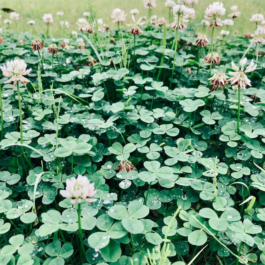 f:id:koshikakeol:20230611160827j:image