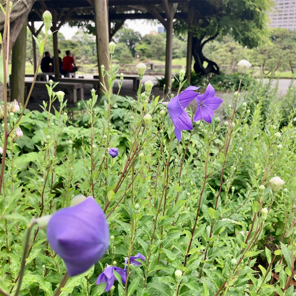 f:id:koshikakeol:20230611160837j:image