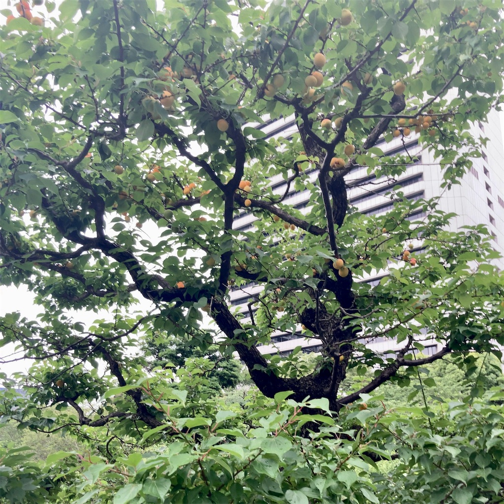 f:id:koshikakeol:20230611160916j:image