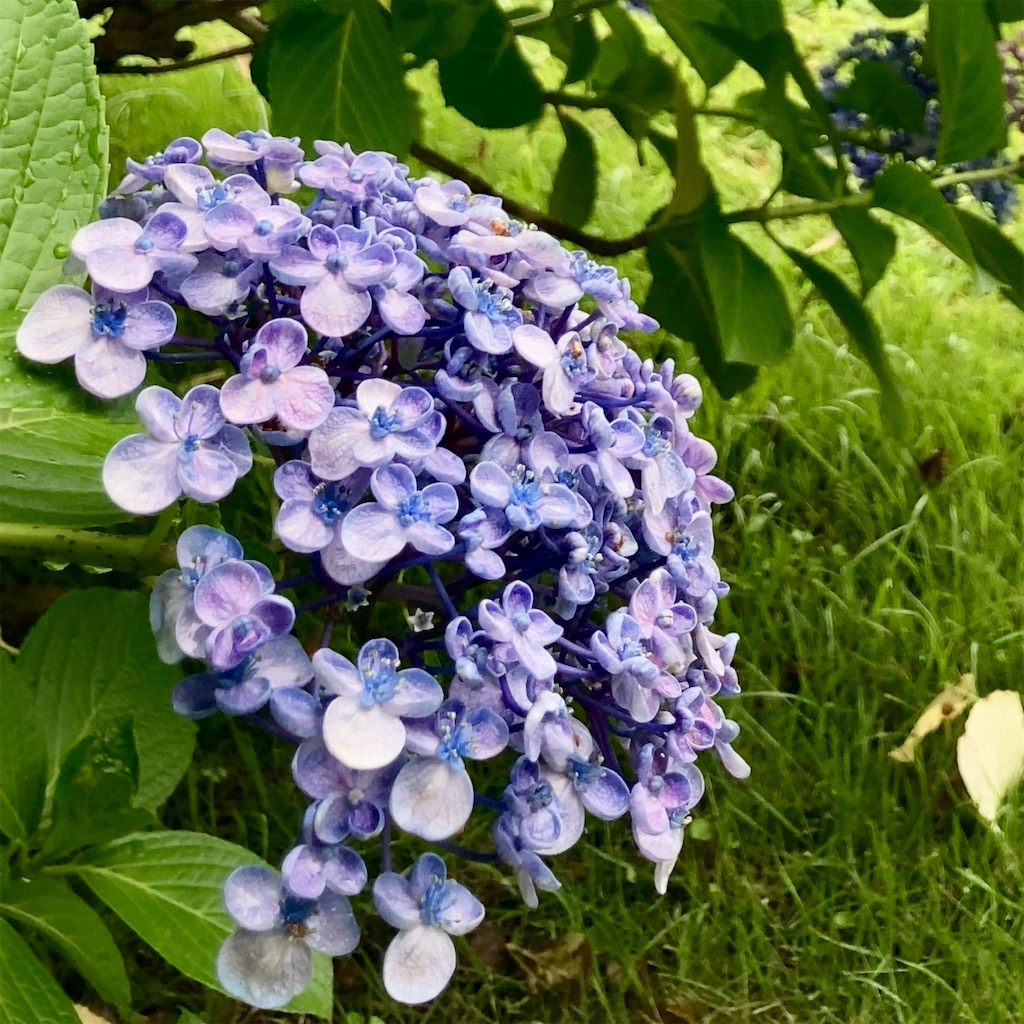 f:id:koshikakeol:20230611160924j:image