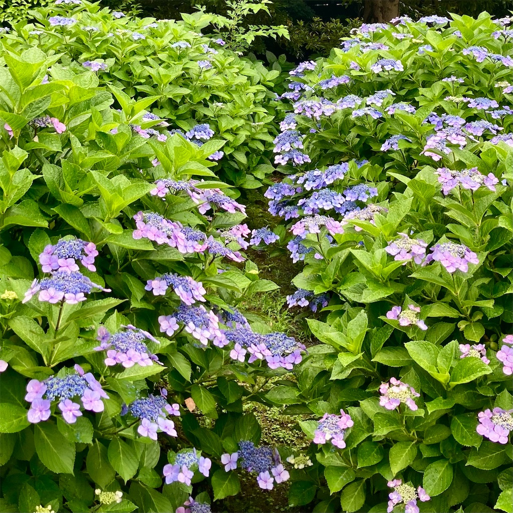 f:id:koshikakeol:20230612115410j:image