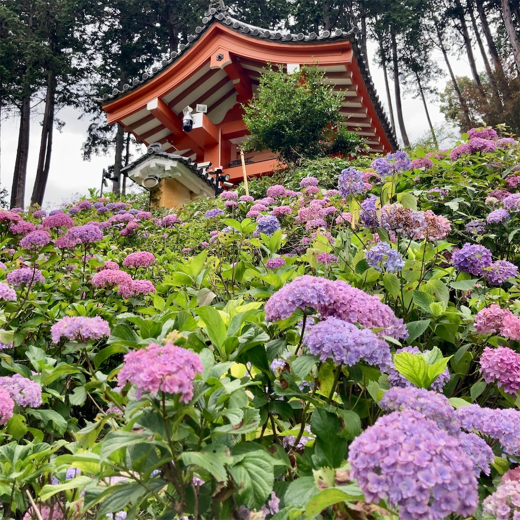 f:id:koshikakeol:20230621223258j:image