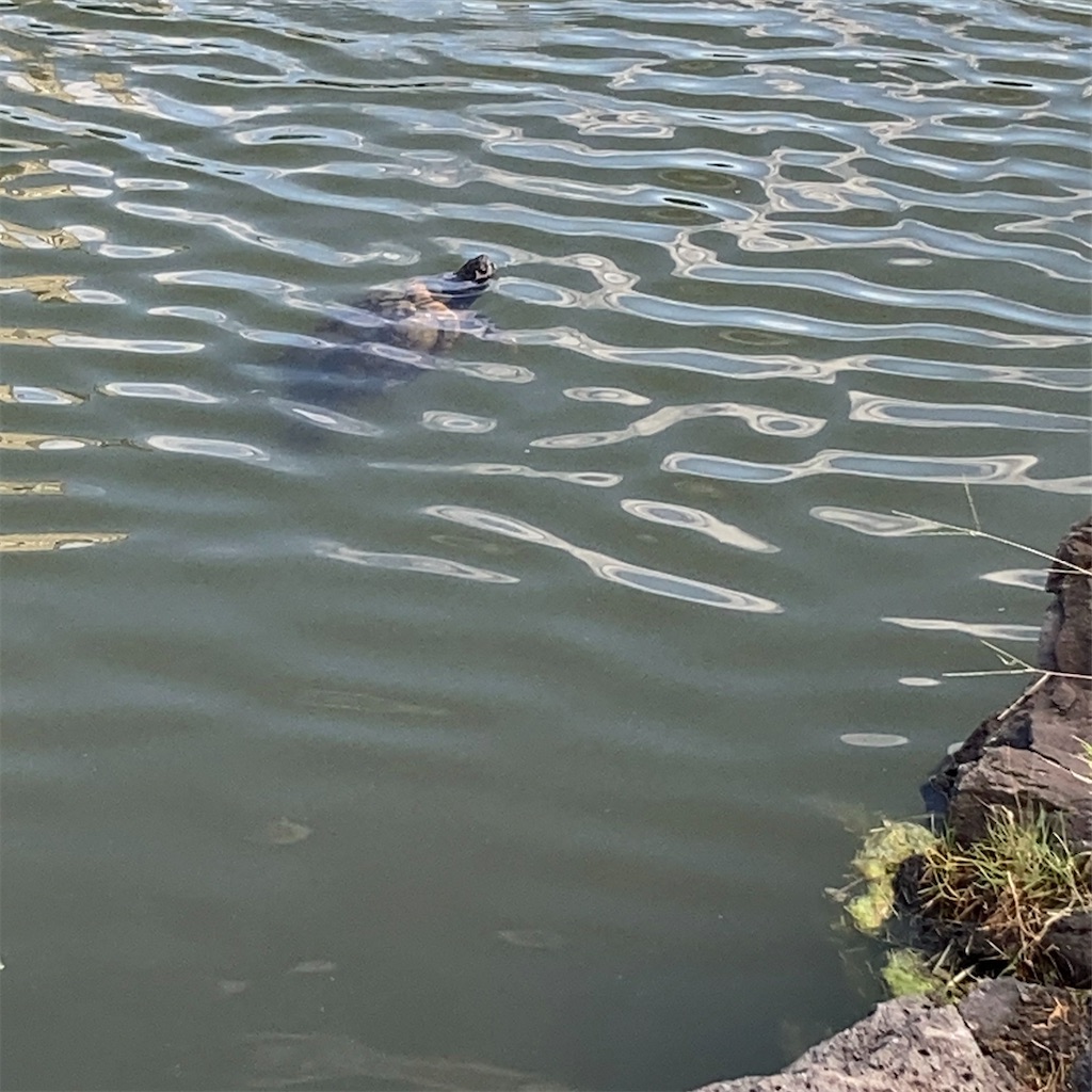 f:id:koshikakeol:20230927181221j:image