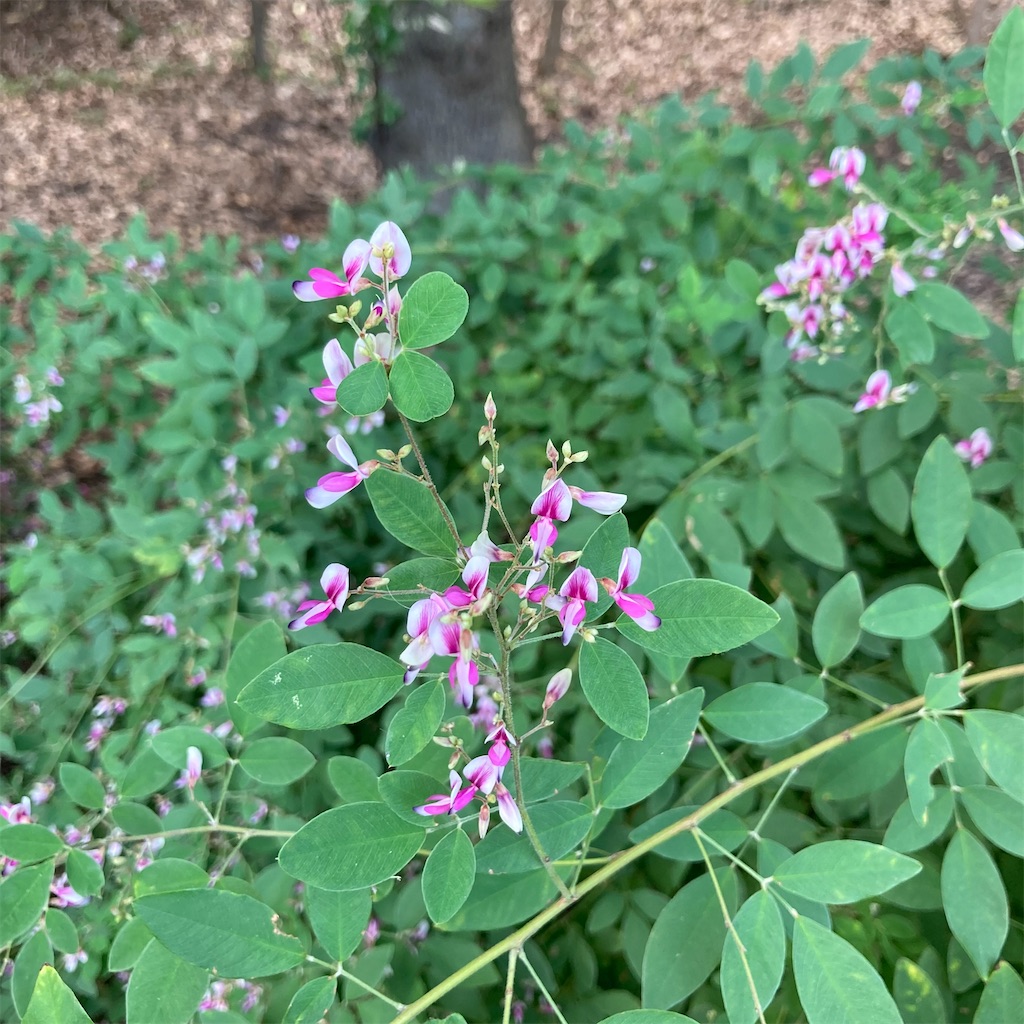 f:id:koshikakeol:20230927182706j:image