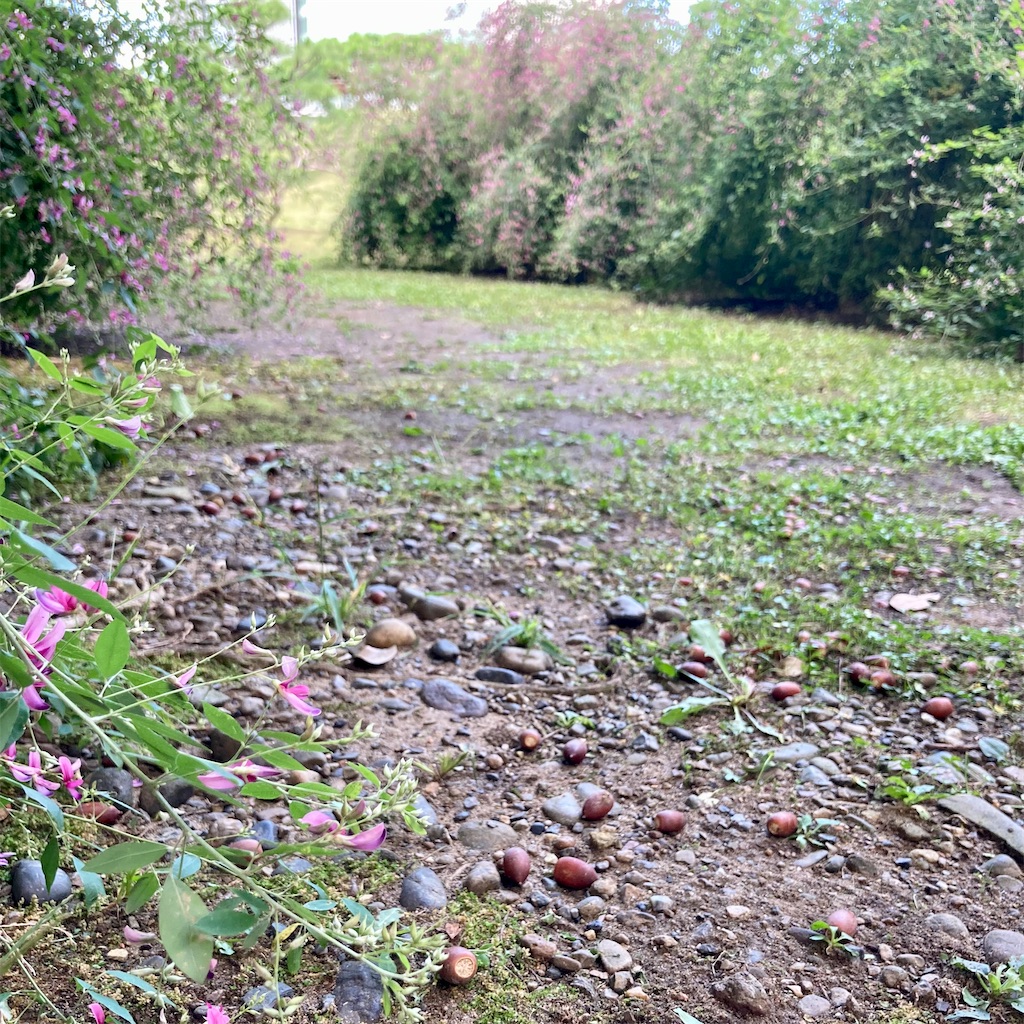 f:id:koshikakeol:20230927182710j:image