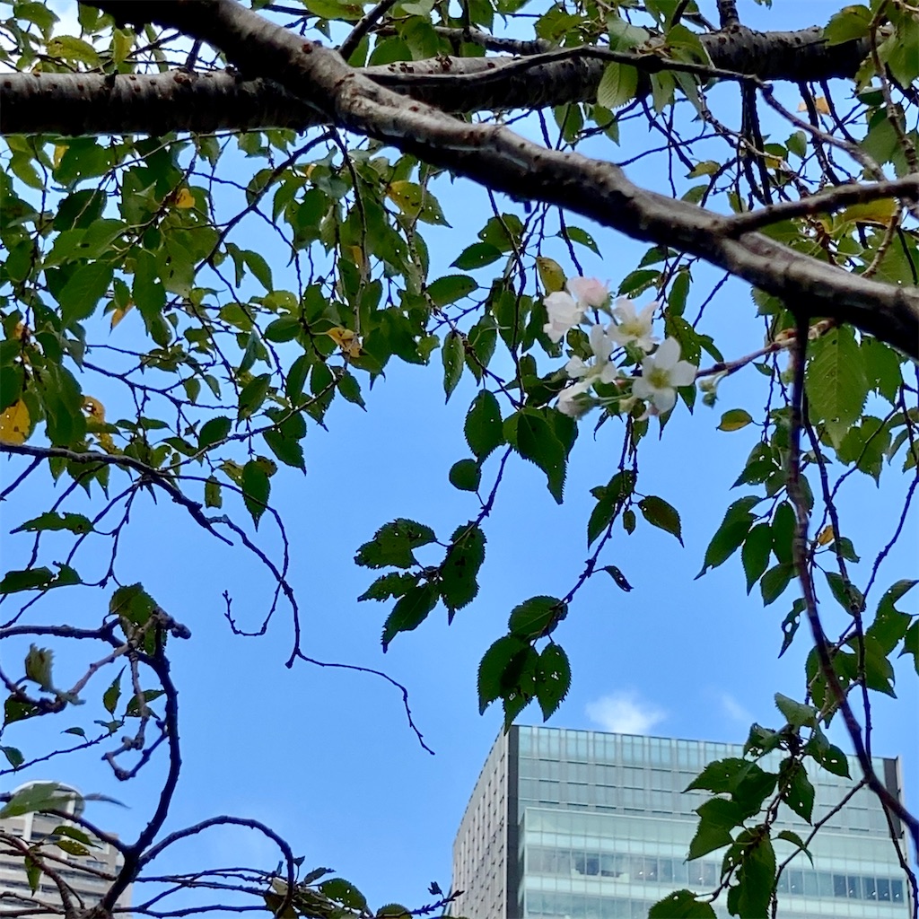 f:id:koshikakeol:20230928104135j:image