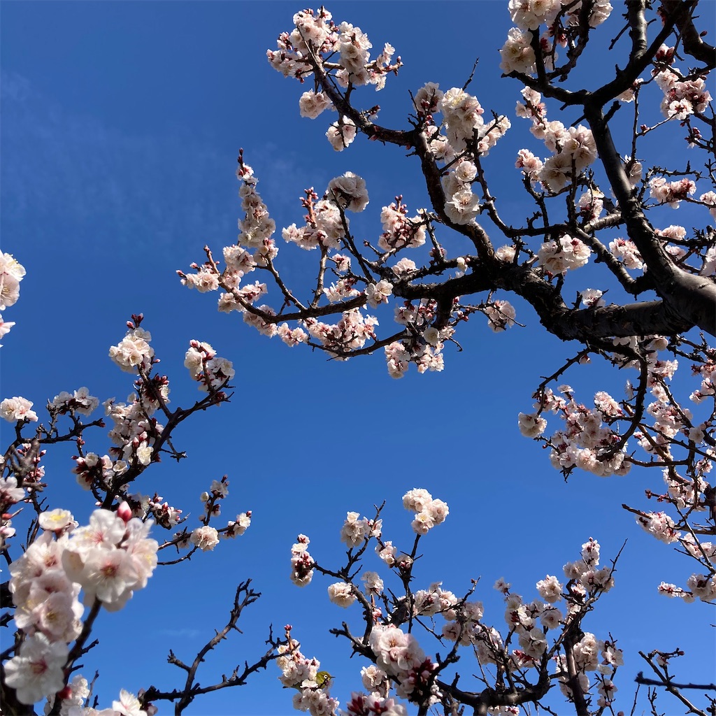 f:id:koshikakeol:20240224133546j:image