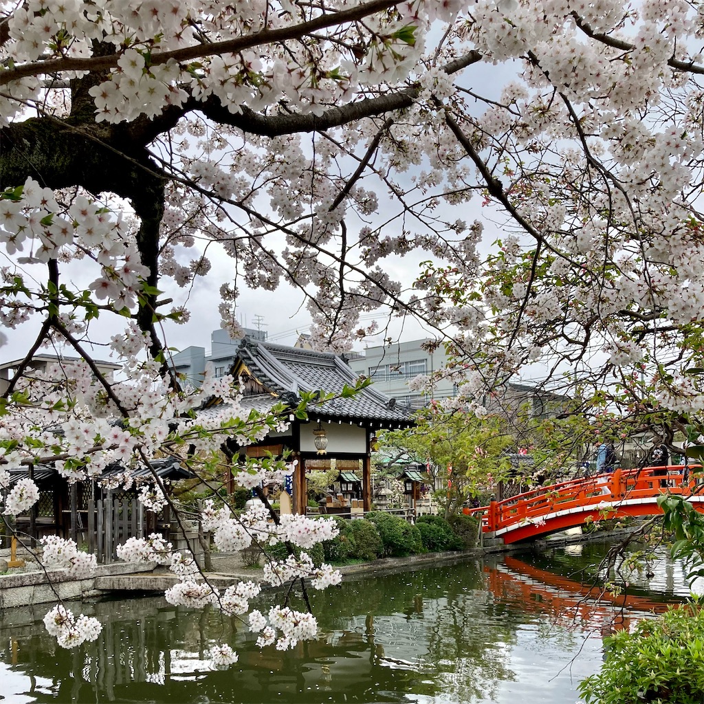 f:id:koshikakeol:20240408205205j:image
