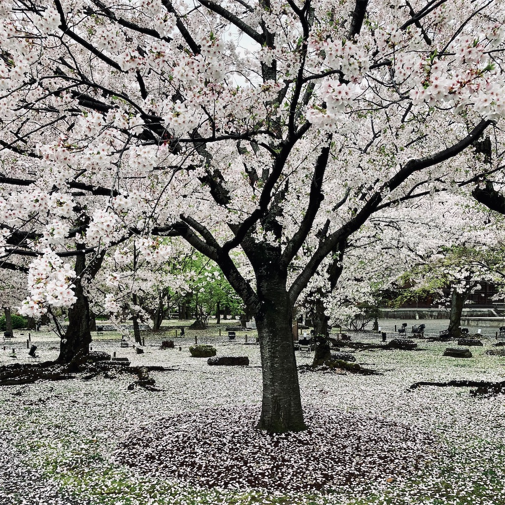 f:id:koshikakeol:20240408210033j:image