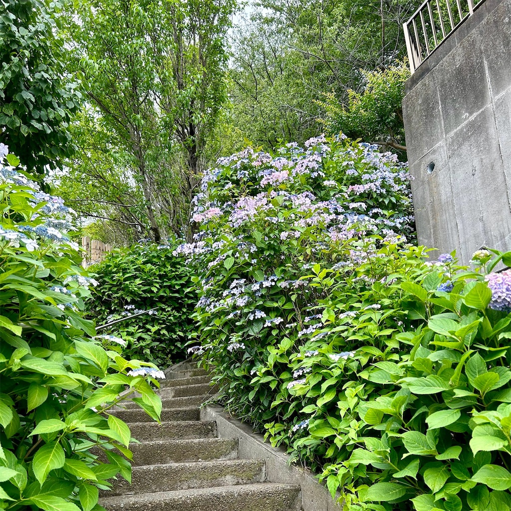 f:id:koshikakeol:20240610165643j:image
