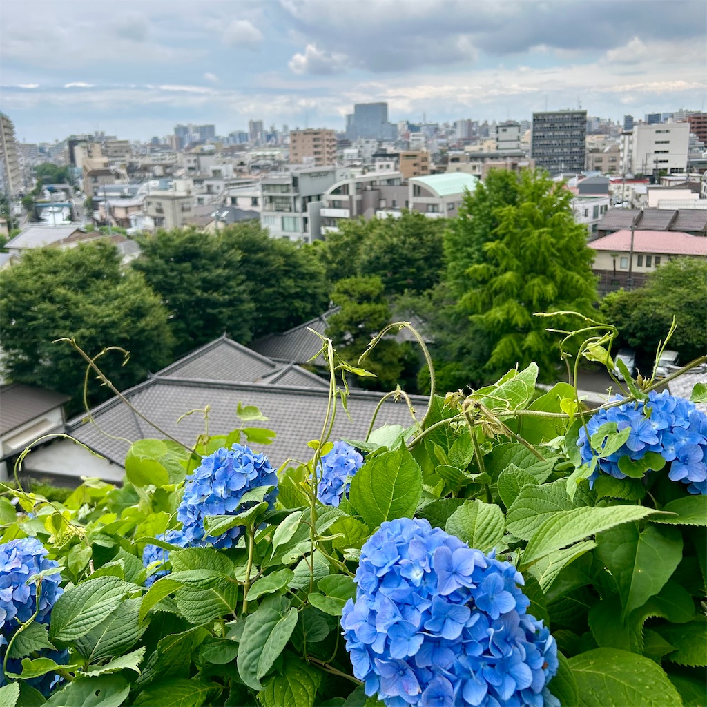 f:id:koshikakeol:20240610165649j:image