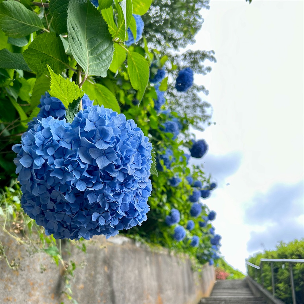 f:id:koshikakeol:20240610165714j:image