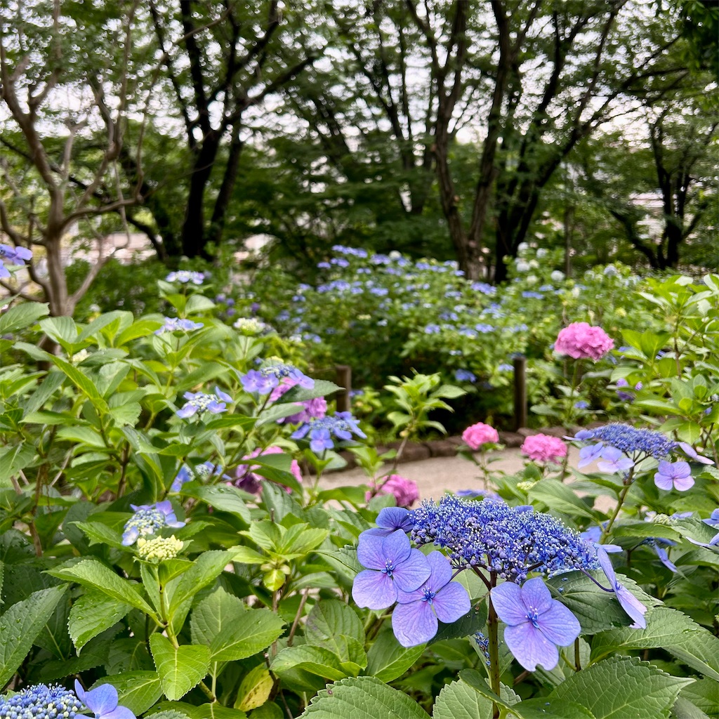f:id:koshikakeol:20240610200627j:image