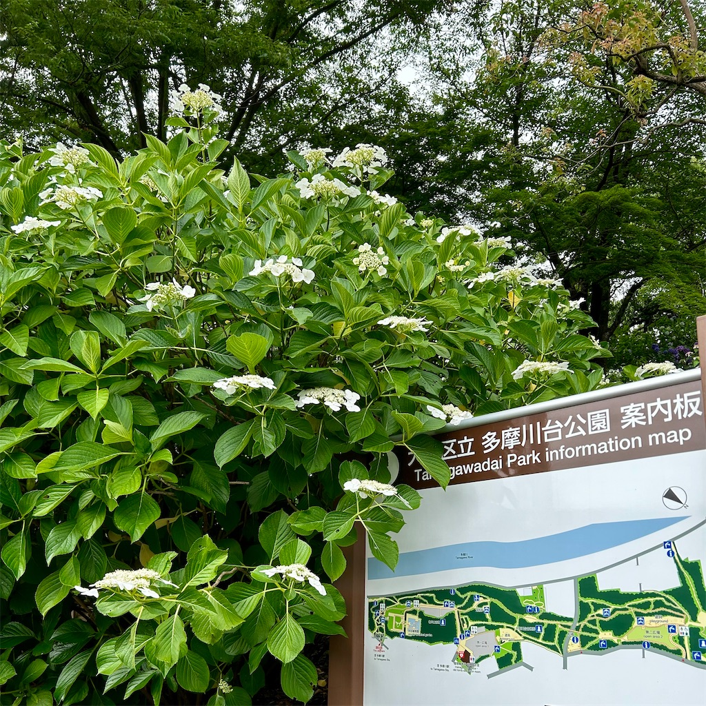 f:id:koshikakeol:20240610200655j:image