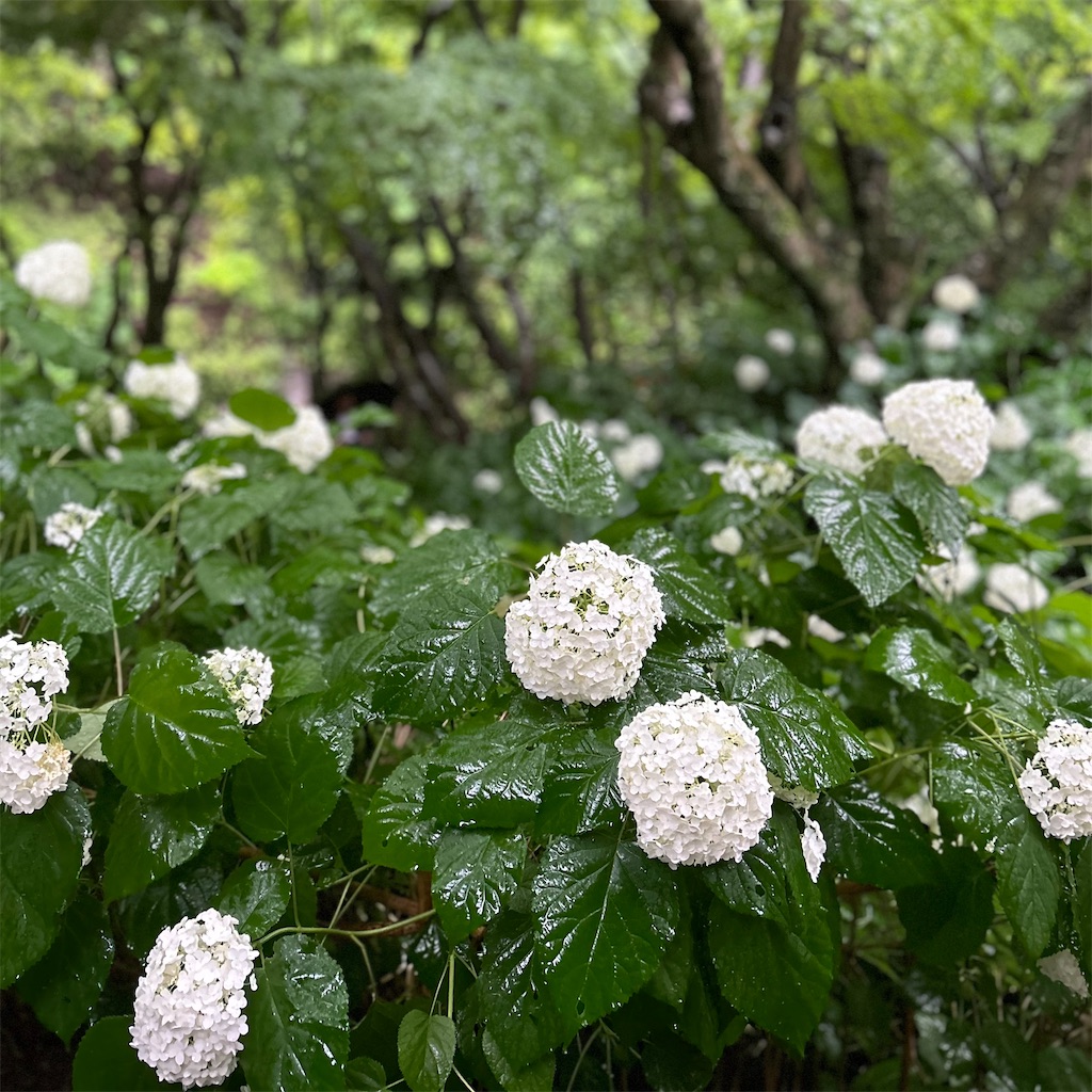 f:id:koshikakeol:20240621181116j:image