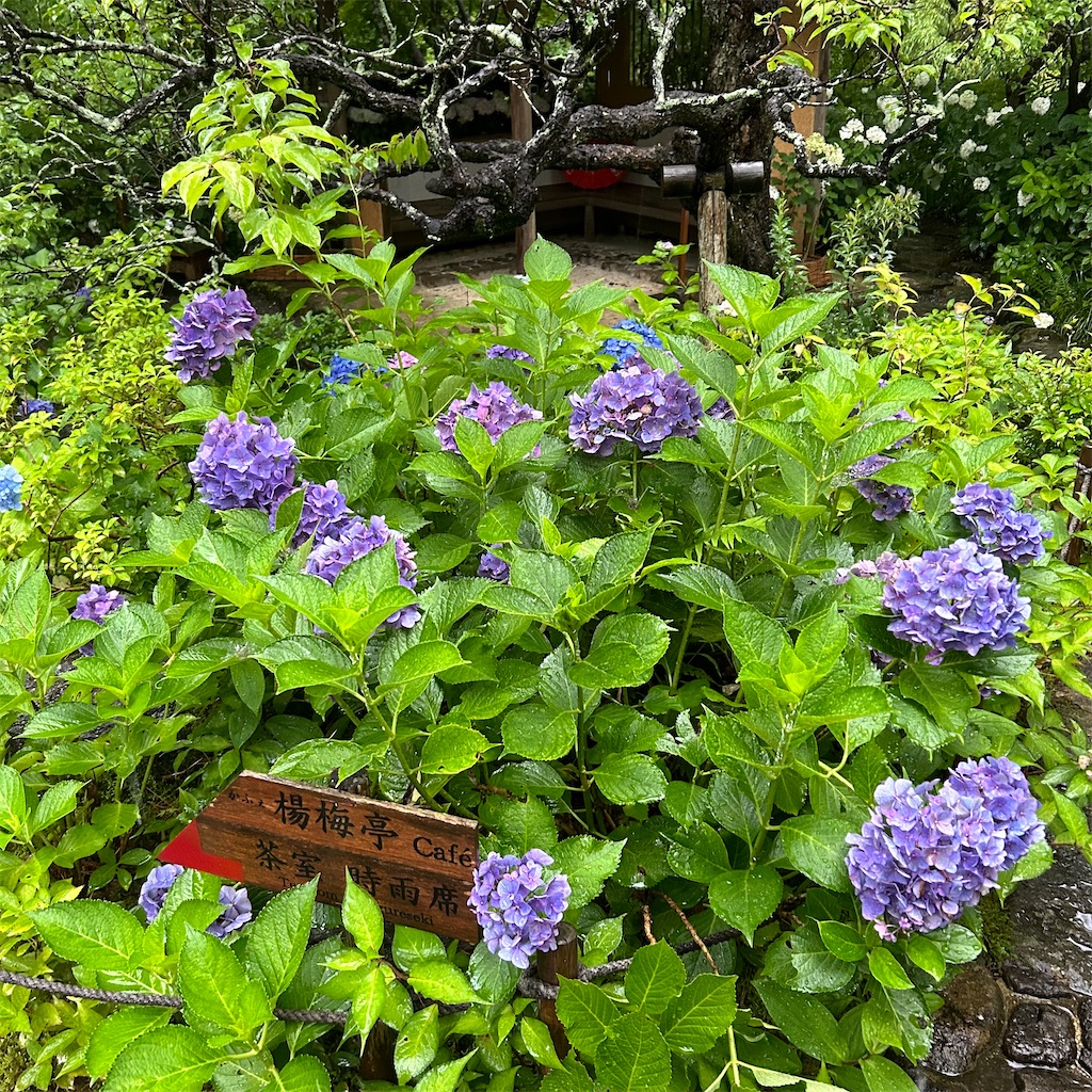 f:id:koshikakeol:20240621181125j:image