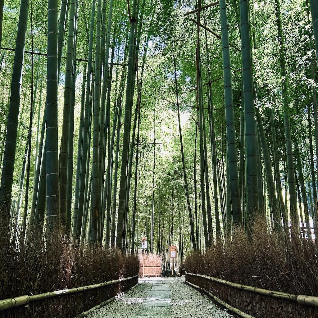 晩夏のお散歩 | 鎌倉の竹寺『報国寺』 - 平日腰掛けOLのメモ帳