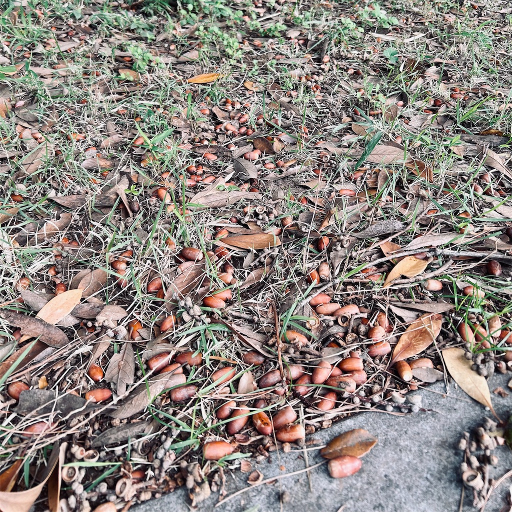 f:id:koshikakeol:20241021111444j:image