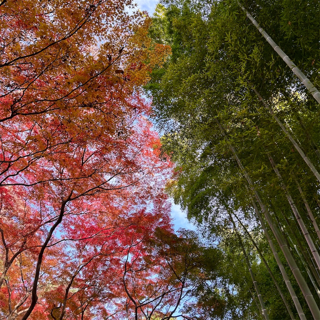 f:id:koshikakeol:20241206103200j:image