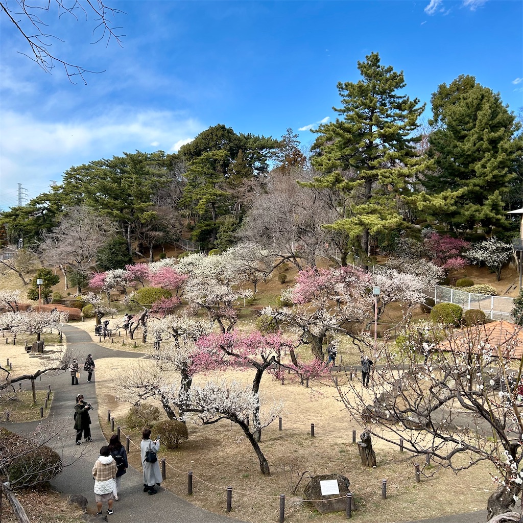f:id:koshikakeol:20250220180200j:image