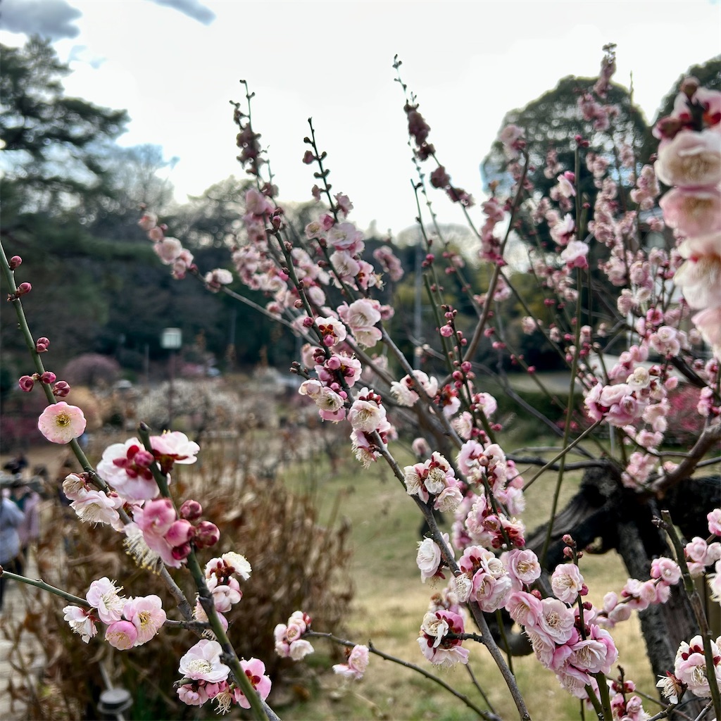 f:id:koshikakeol:20250220180325j:image