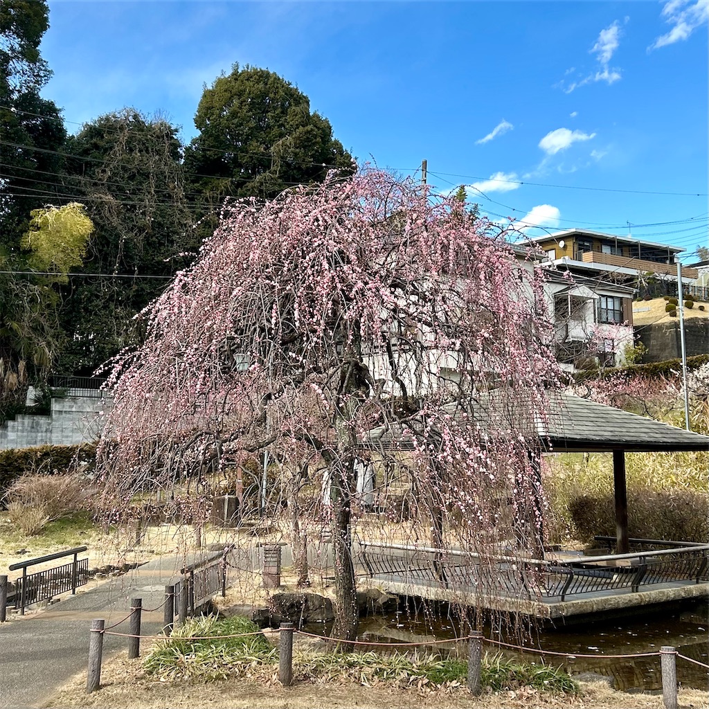 f:id:koshikakeol:20250220180333j:image