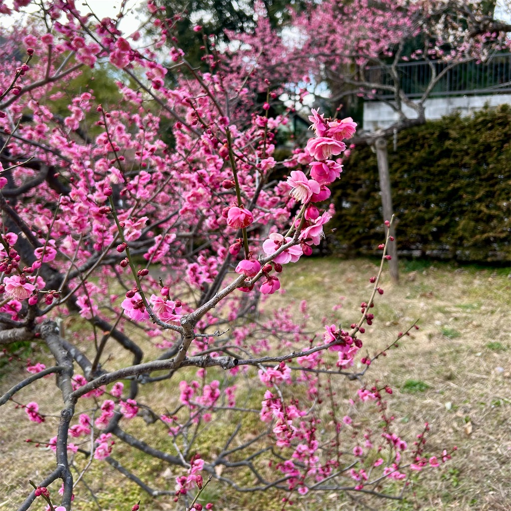 f:id:koshikakeol:20250220180340j:image