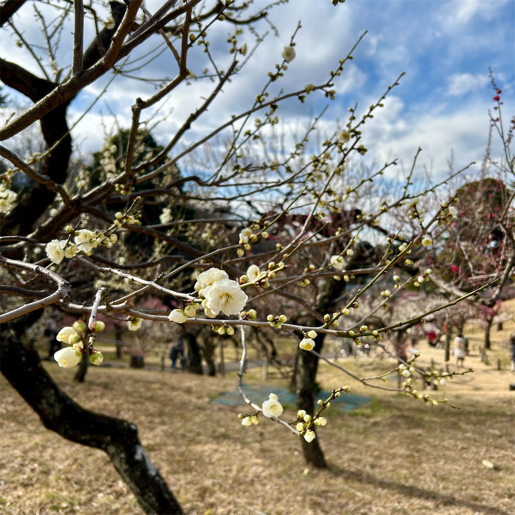 f:id:koshikakeol:20250220180353j:image
