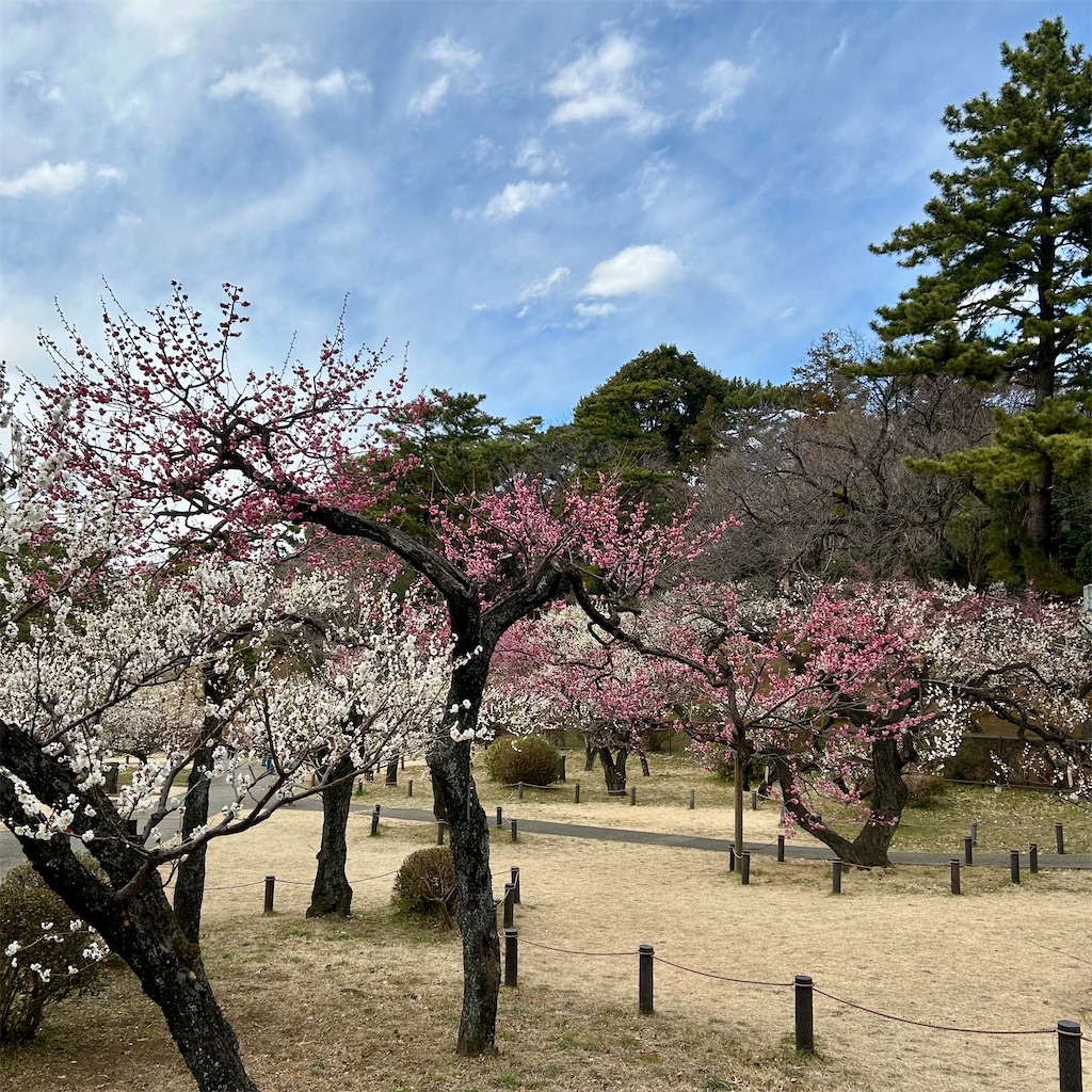 f:id:koshikakeol:20250220180633j:image