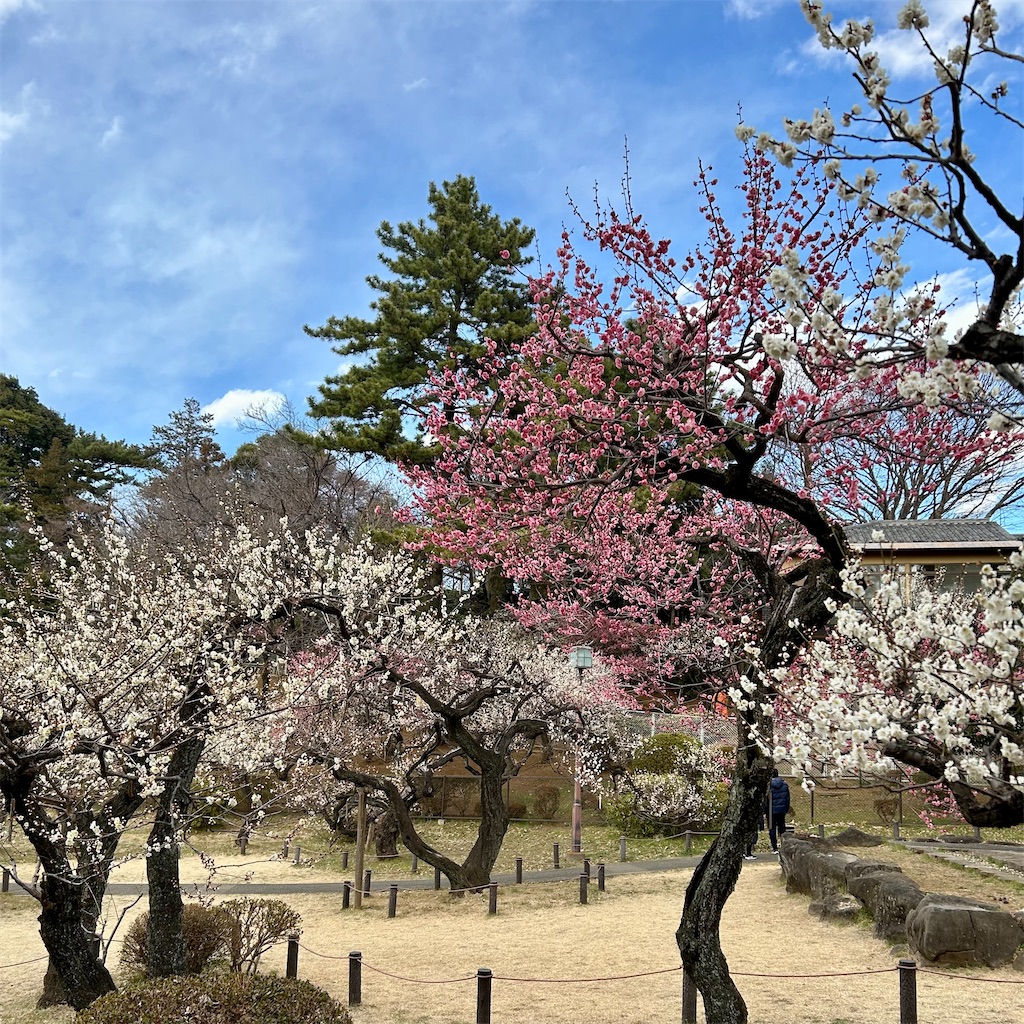 f:id:koshikakeol:20250220180637j:image