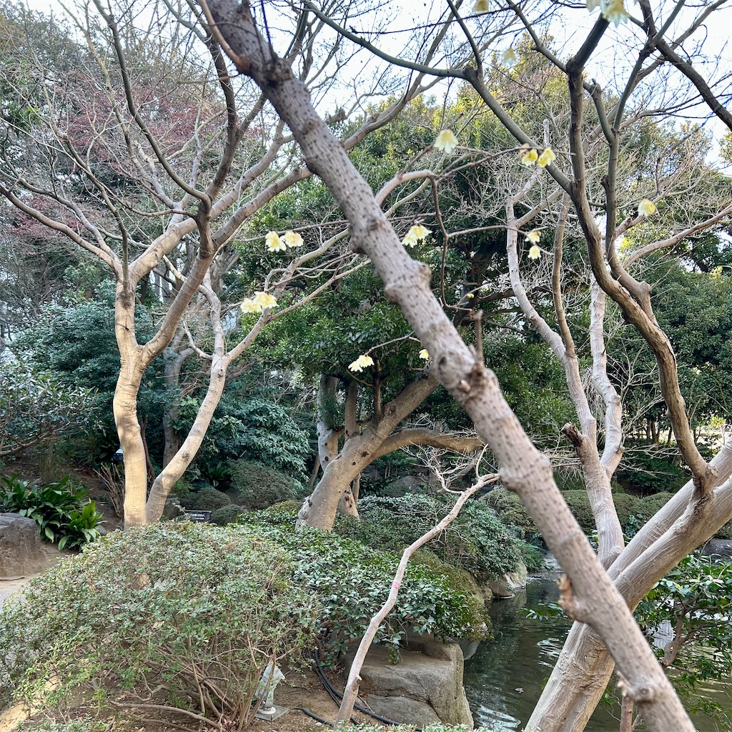 f:id:koshikakeol:20250302171744j:image