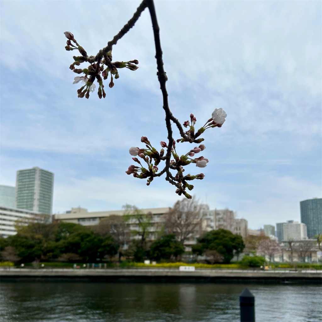 f:id:koshikakeol:20250330131851j:image