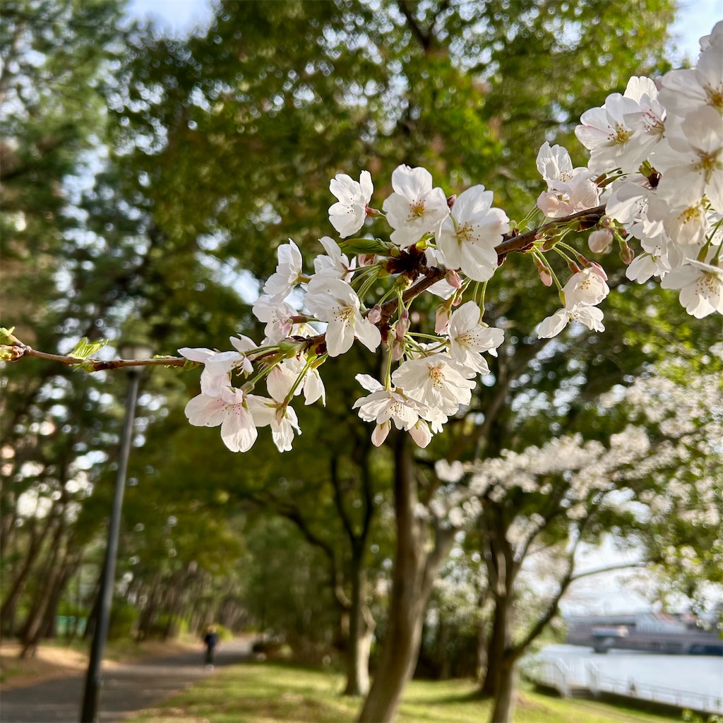 f:id:koshikakeol:20250405184140j:image